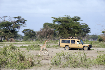 Kambi ya Tembo: Game Drive