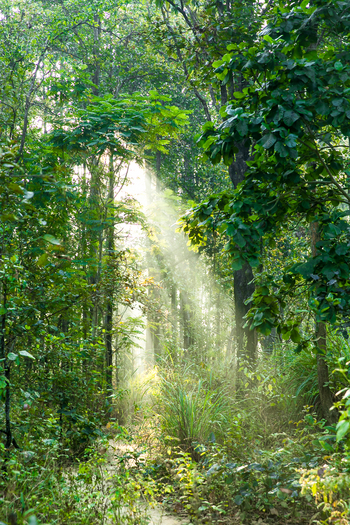 Kanha Jungle Lodge: Lichter Wald