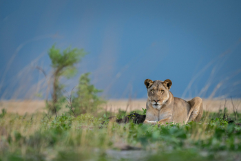 King Lewanika Lodge: Löwe liegt im Gras