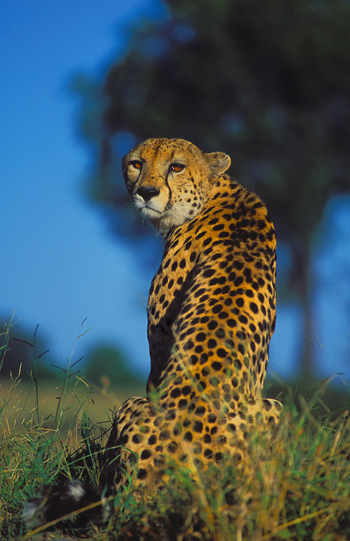 Kwara Camp Kwara Camp: Gepard mit Bernsteinaugen