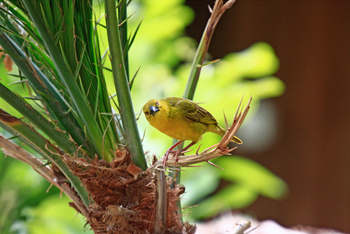 Lebala Camp Lebala Camp: African Golden Weaver