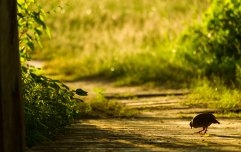 Lebala Camp Lebala Camp: Spurfowl