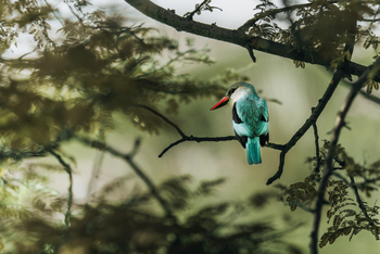 Little Chem Chem: Woodland Kingfisher