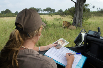 Little Makalolo Camp Little Makalolo Camp: Lion Record