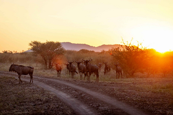 Madikwe Hills Private Game Lodge: Wildebeest auf goldenem Sonnenuntergangspfad