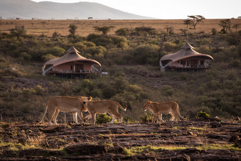 Mahali Mzuri: Löwen vor dem Camp