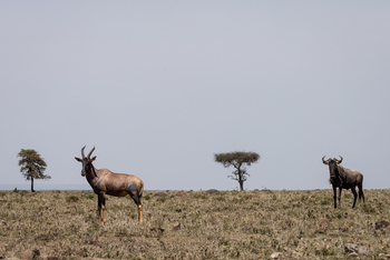 Mahali Mzuri: Topi und Gnu
