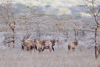 Mkomazi Wilderness Retreat: Oryxherde im Busch mit hellen Dornen