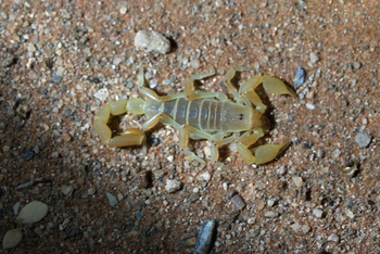 Namib Dune Star Camp Namib Dune Star Camp: Skorpion