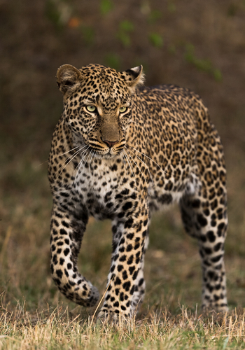 Namiri Plains Camp: Grüne Augen