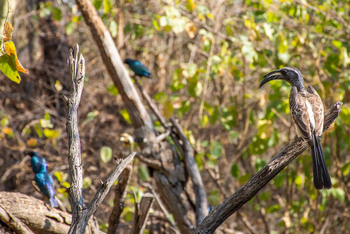 Nata Lodge Nata Lodge: African Grey Hornbill