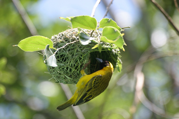 Old Traders Lodge: Southern Masked Weaver