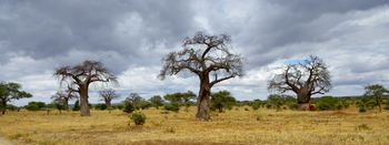 Oliver's Camp: Baobabs