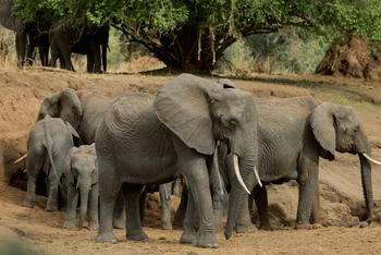 Olkeri Camp: Elefantenfamilie