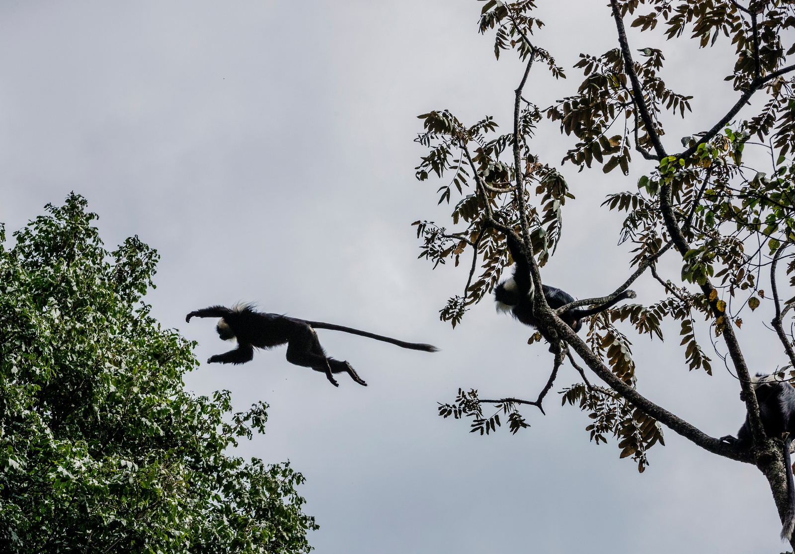 One and Only Nyungwe House One and Only Nyungwe House: Springende Schimpansen