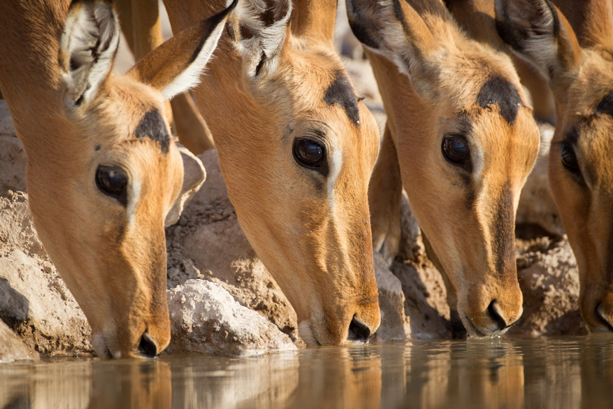 Onguma Reserve