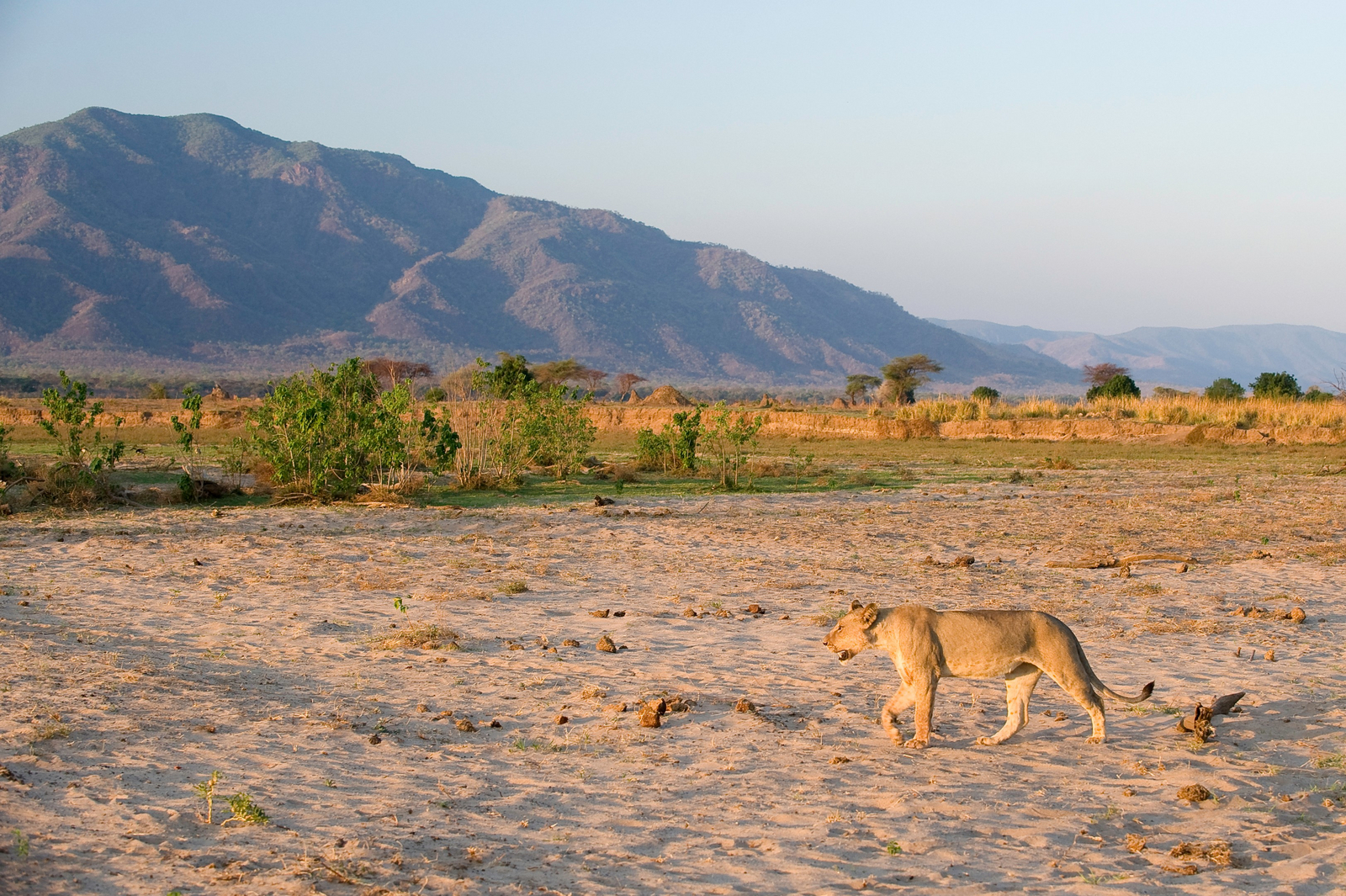 Ruckomechi Camp Ruckomechi Camp: Löwe im Sand