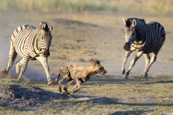 Savuti Camp Savuti Camp: Zebras jagen Wildhund