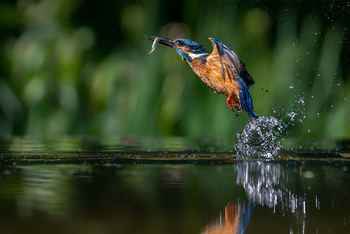 Sawai Vilas: Erfolgreicher Eisvogel