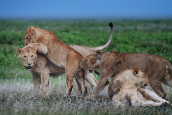 Serian Serengeti Lamai: Löwenfamilie