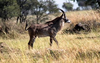 Serian Serengeti Lamai: Pferdeantilope
