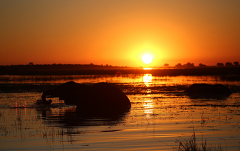 Serondela Lodge: Elefant im spiegelnden Wasser bei Sonnenuntergang