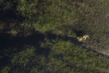 Shinde Lodge Shinde Lodge: Beunruhigter Löwe