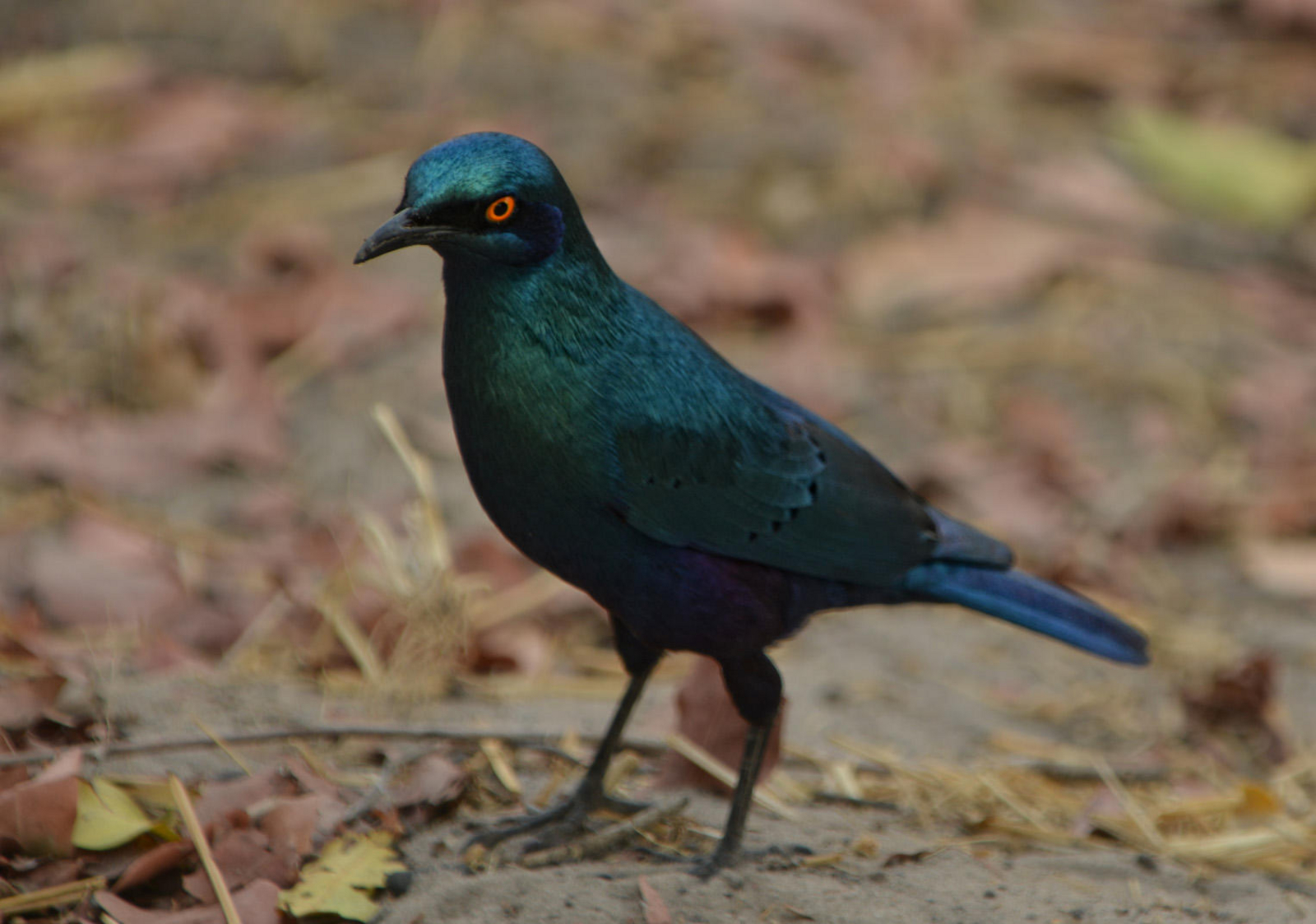 Somalisa Acacia Camp Somalisa Acacia Camp: Riesenglanzstar