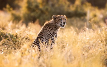 Soroi Larsens Tented Camp: Gepard