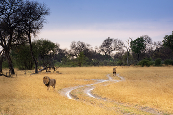 Splash Camp: Löwen unterwegs