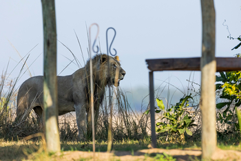 Sungani Lodge Sungani Lodge: Löwe