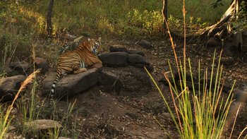 Svasara Jungle Lodge: Ruhender Tiger