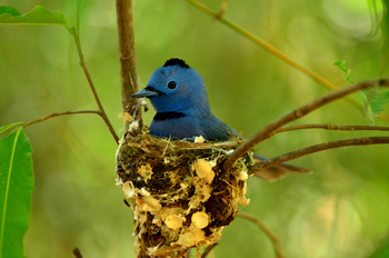 Syna Tiger Resort: Old World Flycatcher