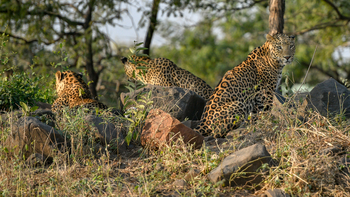 The Postcard Gir Wildlife Sanctuary: Drei (!) Leoparden