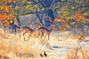 The Woodlands: Impalas