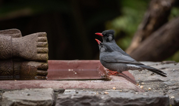 Vanghat: Black Bulbul