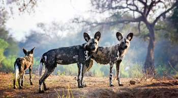Vundu Camp Vundu Camp: Wildhunde