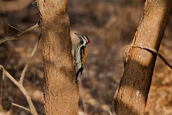 Asiatic Lion Lodge Asiatic Lion Lodge: Flameback Woodpecker