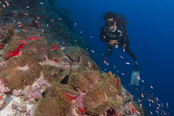 Astove Coral House: Taucher
