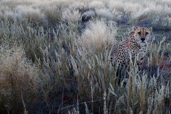 Bagatelle Kalahari Game Ranch: Alter Gepard