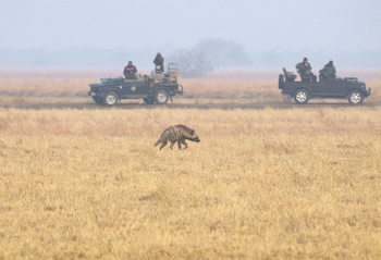 Blackbuck Safari Lodge: Streifenhyäne auf Jagd