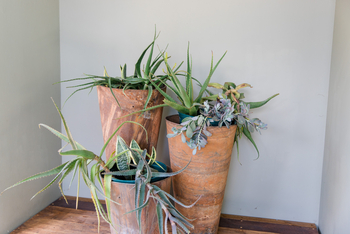 Boteti River Camp: Blumentöpfe