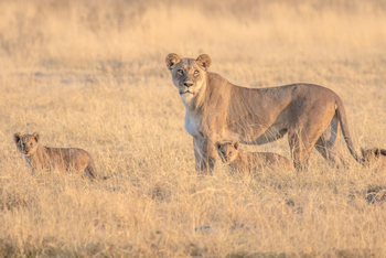 Chief's Island: Löwin mit Babies