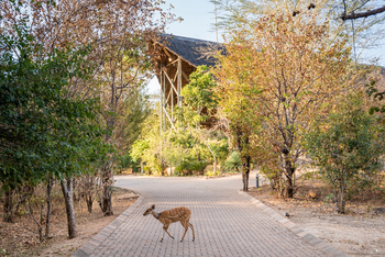 Chobe Bush Lodge Chobe Bush Lodge: Resident Bush Buck
