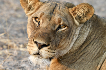 Deception Valley Lodge Deception Valley Lodge: Löwin