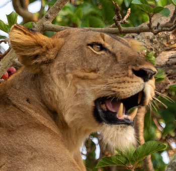 Enjojo Lodge: Löwin