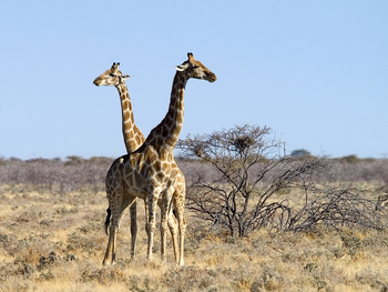 Etosha National Park: Giraffen
