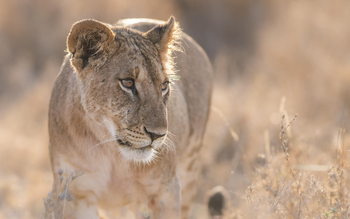 Governors' Mugie: Löwin