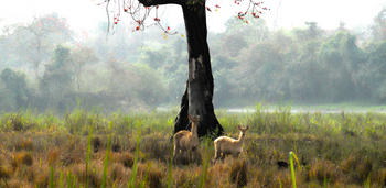Hirsche im Kaziranga National Park