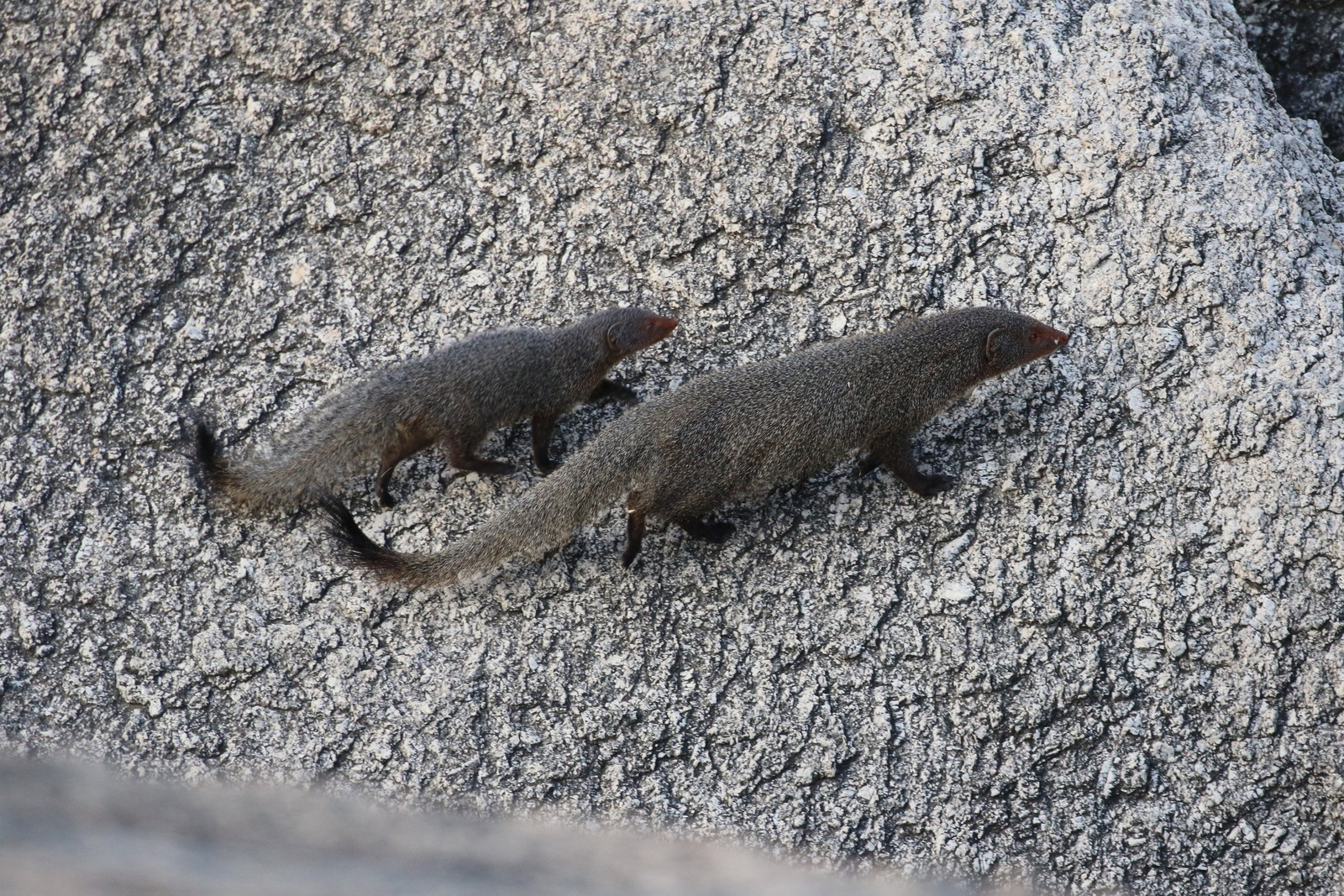 Jawai Jawai: Mangusten